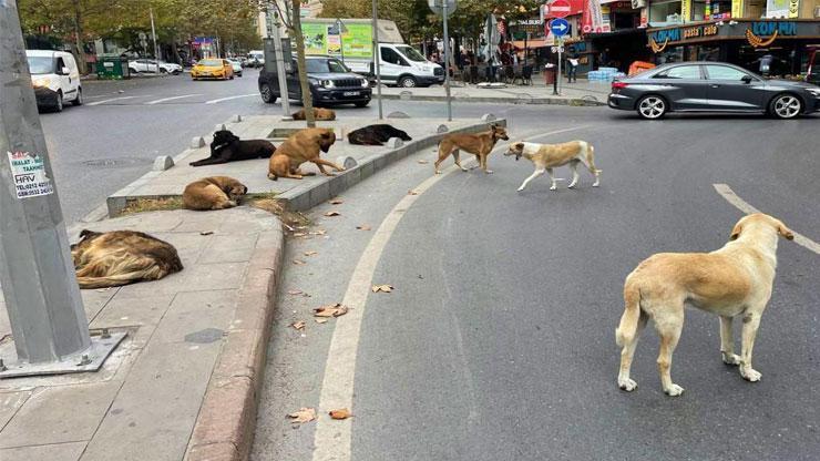 HABER... Başıboş köpek düzenlemesi Mecliste