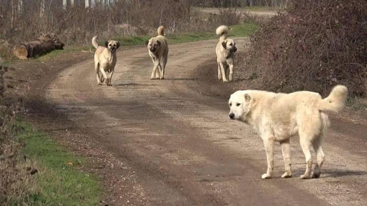 SON DAKİKA... Başıboş köpek sorunu Bakan Yumaklı açıkladı: Düzenlemeye uymayan belediyelere 2 yıla kadar hapis