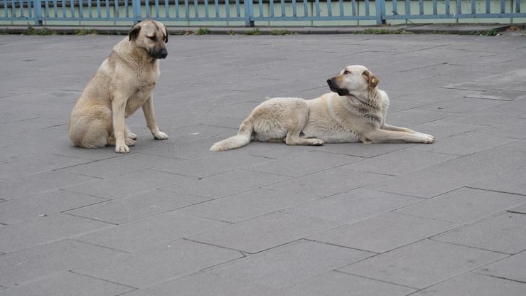 Düzce Belediye Başkanından sokak köpeği önerisi | Video Haber