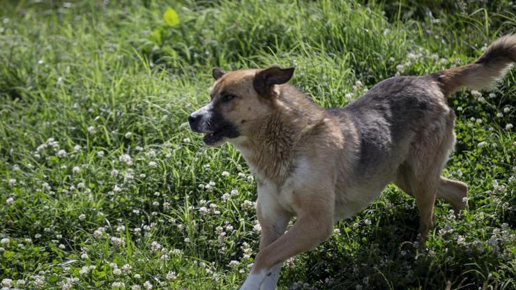 HABER... Başıboş sokak köpekleri düzenlemesi TBMMde kabul edildi 10 soru 10 cevap