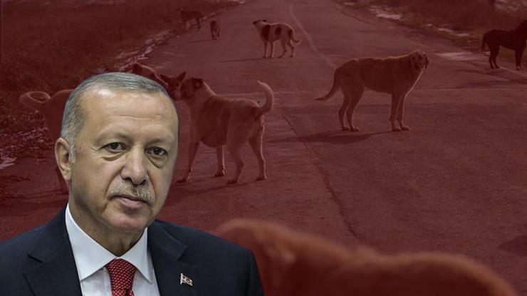 Cumhurbaşkanı Erdoğandan başıboş köpek meselesi açıklaması