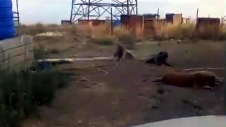 Bitlis Valiliği'nden '150 köpeğin zehiplenip öldürüldüğü' paylaşımlarına yalanlama