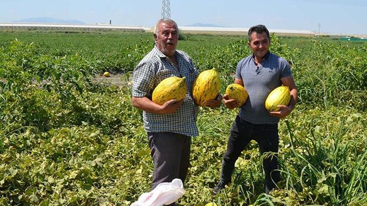 600 ton kavun karpuzu ücretsiz dağıttılar