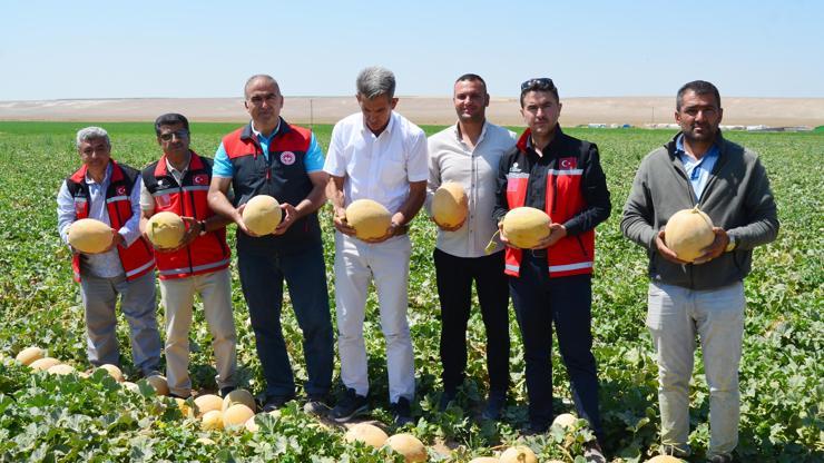 Tuz Gölü Havzası'nda kavun ve domates üretimi yüzde 75 su tasarrufu sağladı