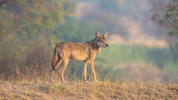 Yok oluşla karşı karşıya Araştırmalar ortaya çıkardı: Sokak köpekleriyle çiftleşme sonunu getirebilir...