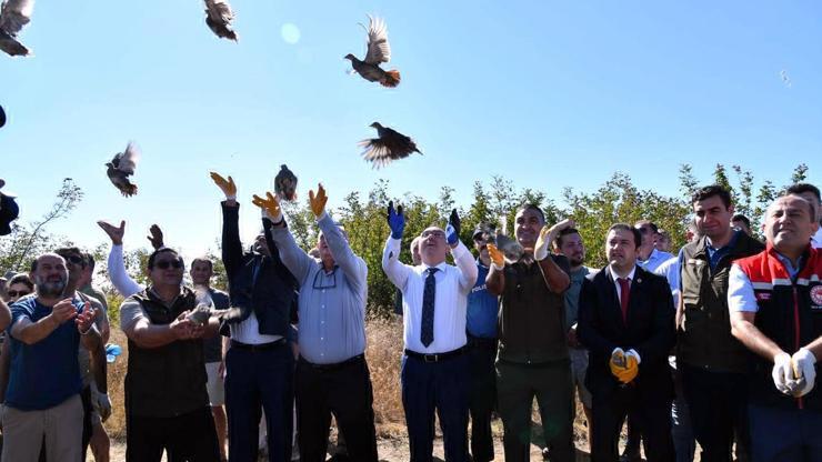 Tekirdağ'da 300 çil keklik doğaya salındı