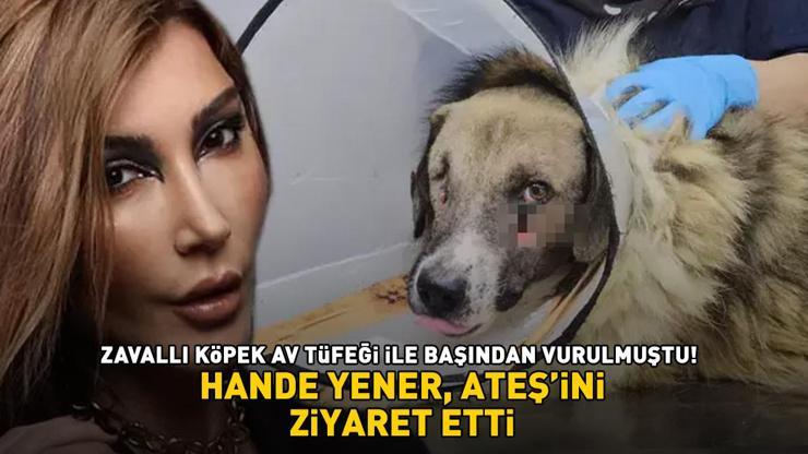 Zavallı köpek av tüfeği ile başından vurulmuştu Hande Yener, Ateşini ziyaret etti