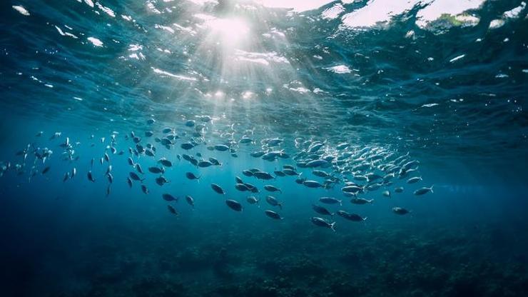 Güney Afrikada ısınan deniz suyu dünyanın en büyük balık göçünü tehdit ediyor