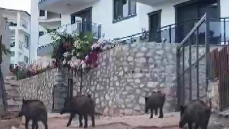 Kaş'ta yaban domuzları kent merkezine inip, yiyecek aradı; o anlar kamerada Kaş'ta yaban domuzları kent merkezine inip, yiyecek aradı; o anlar kamerada