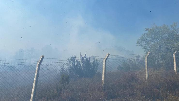 Yalova’da zeytinlik alanda çıkan yangın söndürüldü