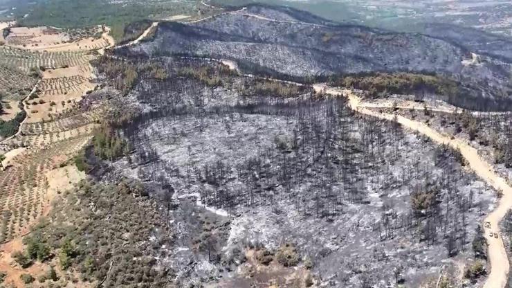 Video Haber | Ormanlarda yangın tehlikesi henüz geçmiş değil