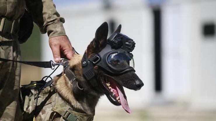 TSKnın yeni gözbebeği Eğitimli köpekler için tasarlandı