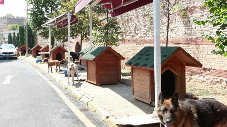 Fatih Belediyesi saldırgan köpekleri topluyor