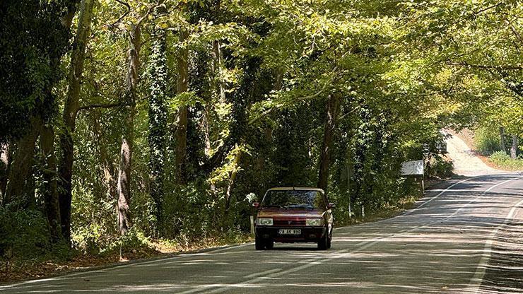 Ağaç tünel yol hayran bırakıyor