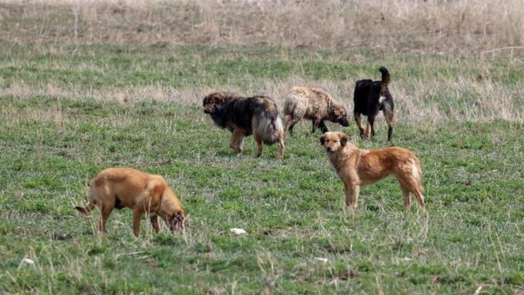 Beşikçioğlu açıkladı: Ankarada çocuğu ısıran köpek alındığı yere bırakılacak