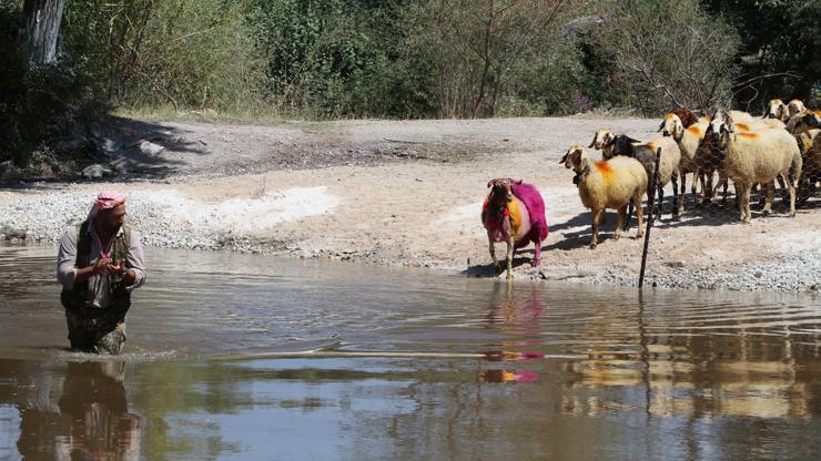 Denizli'de 8 asırlık geleneğin bu yıl 851'incisi düzenlendi; 'taşıma su' ile koyunlar nehirden geçirildi Denizli'de 8 asırlık geleneğin bu yıl 851'incisi düzenlendi; 'taşıma su' ile koyunlar nehirden geçirildi