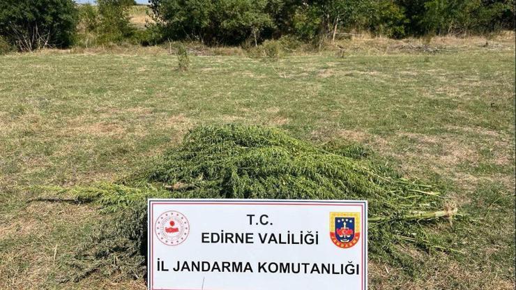 Edirne’de 300 kök Hint keneviri ele geçirildi