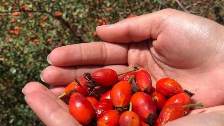 100 gramında bir kasa portakala eşdeğer C vitamini bulunuyor Grip, öksürük, soğuk algınlığına birebir... Dağlardan gelen lezzet: Kuşburnu...