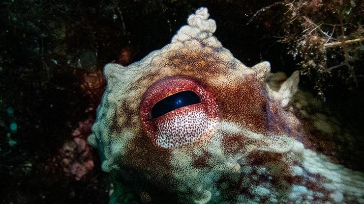 Karaburunda farklı türlerde deniz canlıları görüntülendi