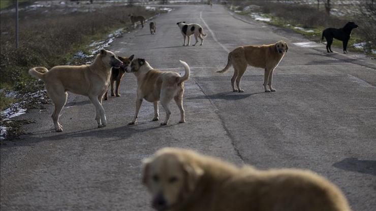 SON DAKİKA AYMden sokak köpekleri yasası kararı