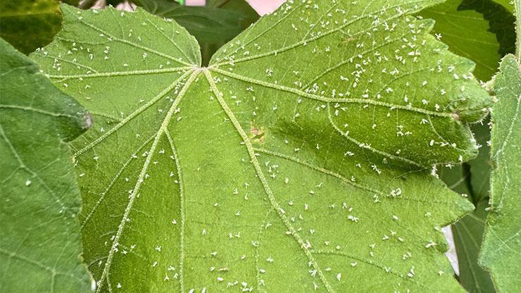 İzmirde beyaz sinek problemi