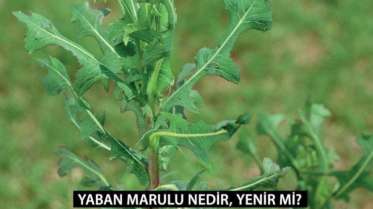 Doğanın Mucizesi: Yaban Marulu ve Sağlık Üzerindeki Etkileri Doğanın Mucizesi: Yaban Marulu ve Sağlık Üzerindeki Etkileri