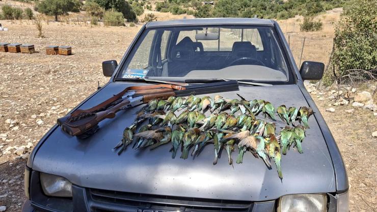 Koruma altındaki 45 arı kuşunu tüfekle öldürdüler Koruma altındaki 45 arı kuşunu tüfekle öldürdüler