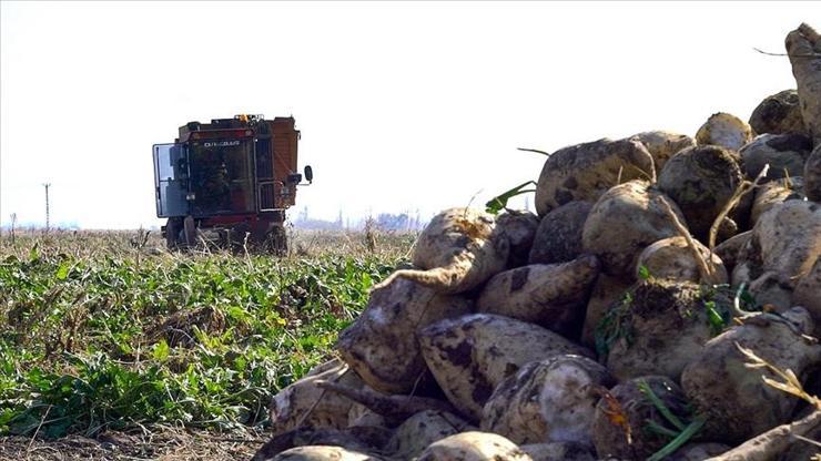 ŞEKER PANCARI ALIM FİYATI… Türkşeker 2024 yılı şeker pancarı alım fiyatı ne kadar, kaç TL