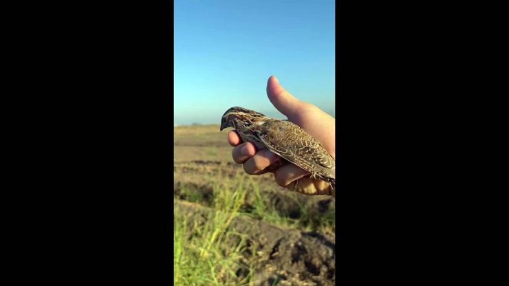 Bıldırcın sesi çıkaran cihazlarla yakalanan 17 bıldırcın doğaya salındı Bıldırcın sesi çıkaran cihazlarla yakalanan 17 bıldırcın doğaya salındı