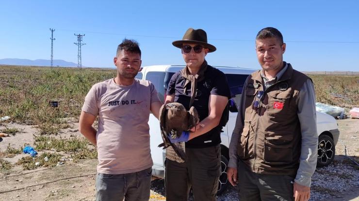 Kayseri'de yaralı kuşlar, tedaviye alındı