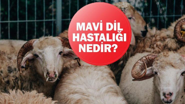 Mavi Dil Hastalığı Nedir, Nasıl Bulaşır Hayvanlarda Mavi Dil Hastalığı Belirtileri