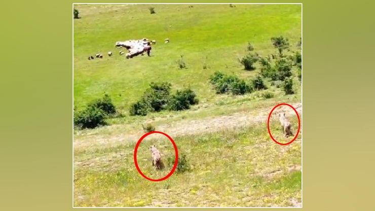 Erzincanda kurtlar sürüye, dronlu çoban kurtlara pusu attı | Video Haber