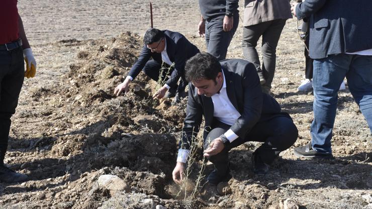 Sivas'ta ilk kez dikimi yapılan 'tuz çalısı' hayvancılığı canlandıracak / Ek fotoğraflar