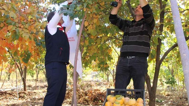 9 yıl önce denemek için bahçesine ekti, geçimini bundan sağlıyor Talep her geçen gün artıyor