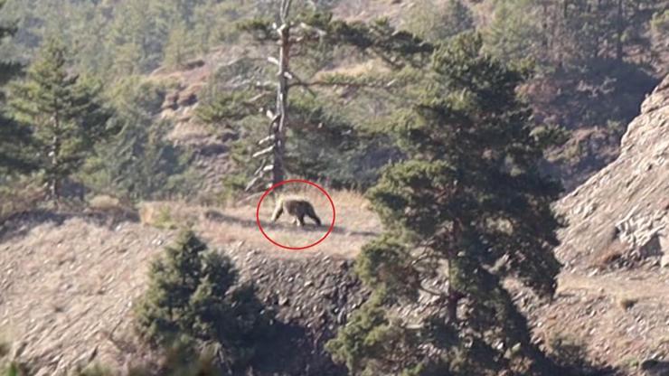 Doğa yürüyüşünde bozayıyla karşılaştılar Doğa yürüyüşünde bozayıyla karşılaştılar