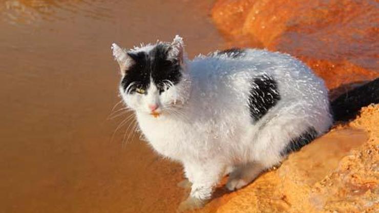 Fotoğraflar Sibiryadan değil Sivastan Kedi adeta dondu