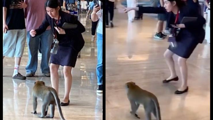 Havalimanında dolaşan maymuna 'konuşarak' çıkışı gösterdi: İşte viral olan o anlar!