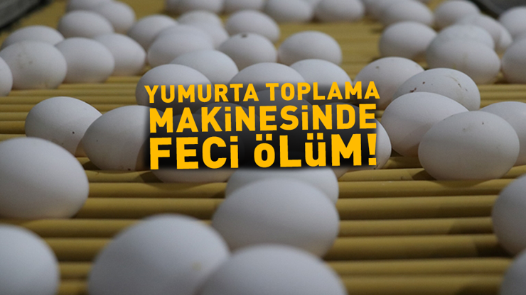 Yumurta Toplama Makinesinde Feci Ölüm