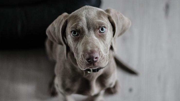 ABDde 19 eyalette salmonella riski alarmı: Köpek mamaları geri çağırıldı