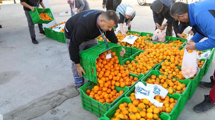 Bodrumda 10 ton mandalina dağıtıldı