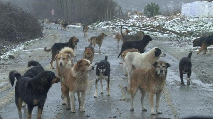 Sokak köpeği dehşeti devam ediyor