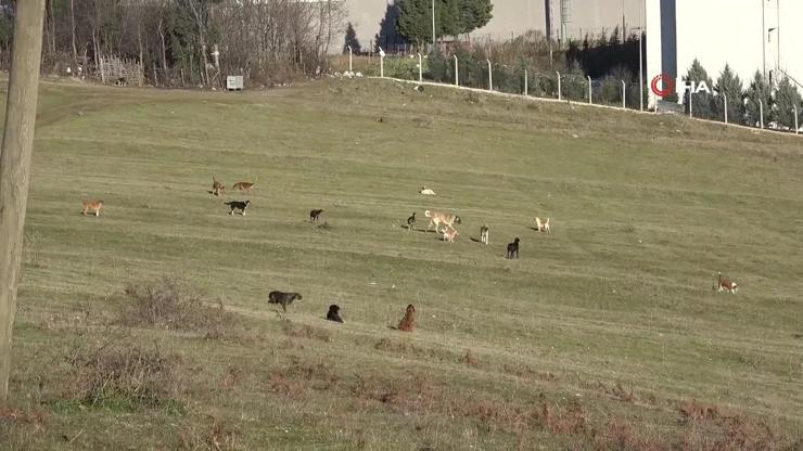 Samsun’da mahallelinin köpek endişesi