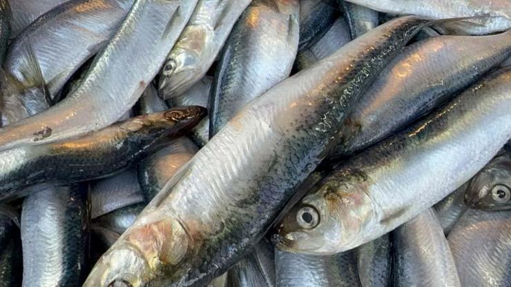 Omega-3 ve B12 Deposu Olarak Biliniyor Mangal Söndüren Balık: Tırsi