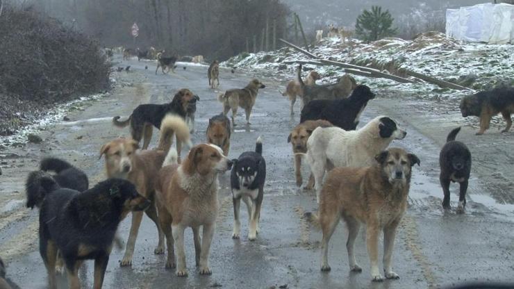 Yine başıboş köpek saldırısı