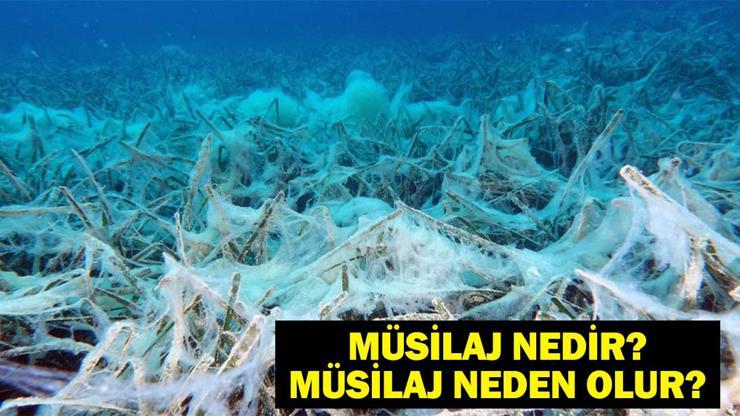 MÜSİLAJ (DENİZ SALYASI) NEDİR Müsilaj Neden Olur Marmara Denizi’nde Müsilaj Tehdidi