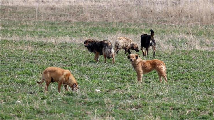 Son Dakika | Sağlık Bakanlığından sahipsiz köpek tedbiri: 81 ile yazı gönderildi