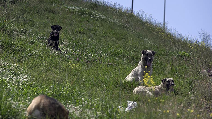 81 il valiliğine sahipsiz sokak hayvanları yazısı: Her biri ceza yolda