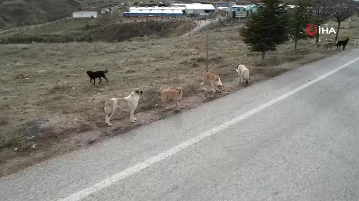 Başıboş sokak köpekleri için yeni adım