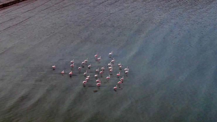 Van Gölü havzasını seven flamingolar kışın da gitmedi