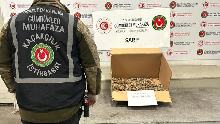 Sarpta 910 adet su kaplumbağası ele geçirildi